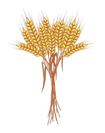 bunch of ripe wheat ears with red ribbon, vectorのイラスト素材