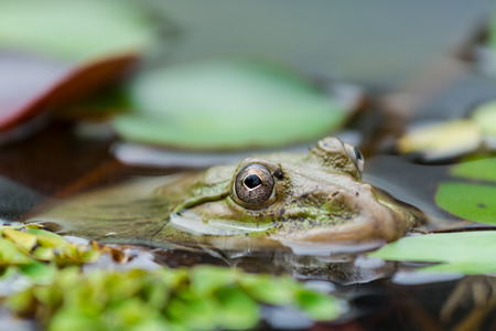 A frog is swimming in the pondの写真素材