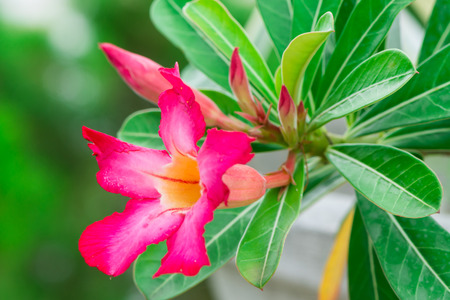 Pink Desert Rose or Impala Lily or Mock Azalea flower
