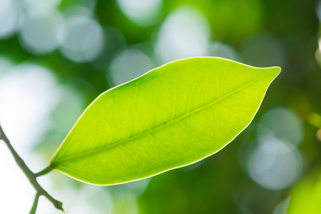 Green Leavesの写真素材