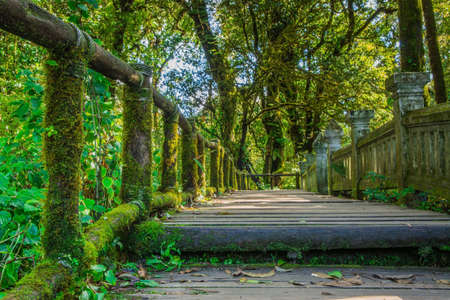 The integrity of the forest. Doi Inthanon National Park. Chiang Mai, Thailandの写真素材
