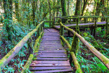 The integrity of the forest. Doi Inthanon National Park. Chiang Mai, Thailandの写真素材