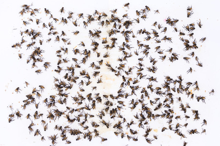 dead fly on sticky white  paperの写真素材