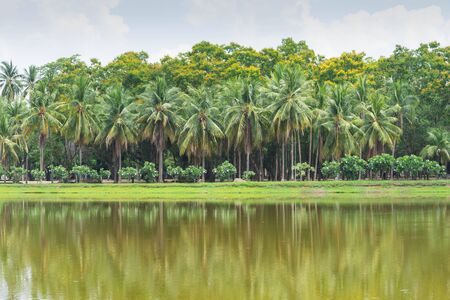 coconut palm tree and lake at thailandの写真素材