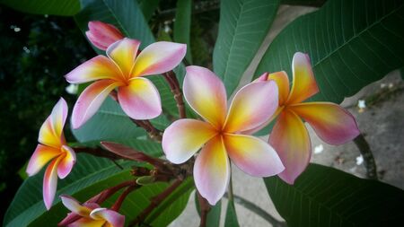 Flowers in gardenの素材