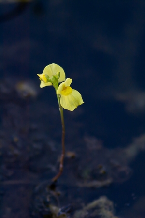 Grass Paper generic affectionately known in the water  Indeed, the name referred to the genus Utricularia  This is a type of plant-eating insects  Some species in this genus can grow under water  A wooden waterの写真素材