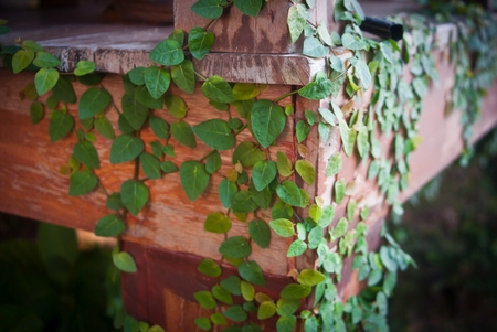 green plant on wood.の写真素材