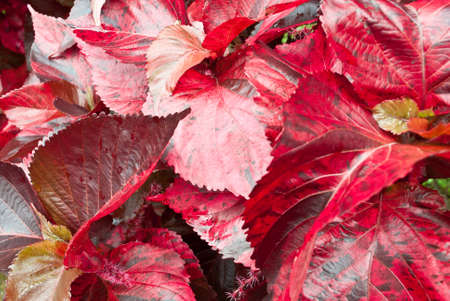 Closeup on leaf red in Autumn Leaves.の写真素材