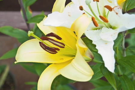 blooming lilies in the gardenの写真素材