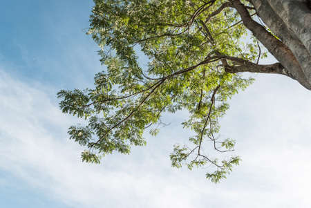 green foliage, trees and clear sky in the forest in autumnの写真素材