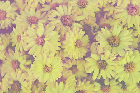 Closeup beautiful yellow flowers background, soft light, vintage styleの写真素材