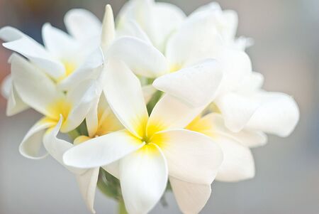 Frangipani Tropical Spa Flower. Plumeria. Shallow DOFの写真素材