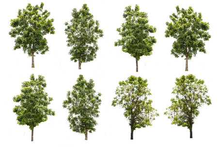 set of eight green trees isolated on white background  の写真素材