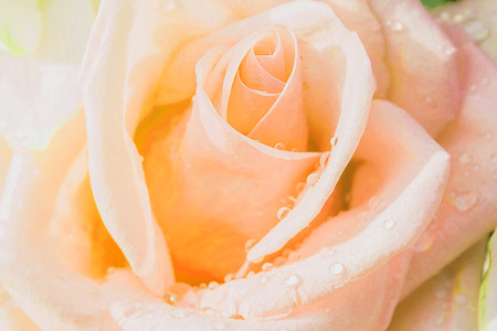 pink rose flowers for backgroundの写真素材