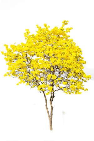 golden tree, tabebuia isolated on white background