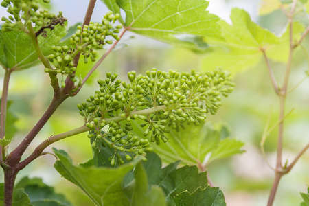 bunch of green little grapes on the vine with green leavesの写真素材