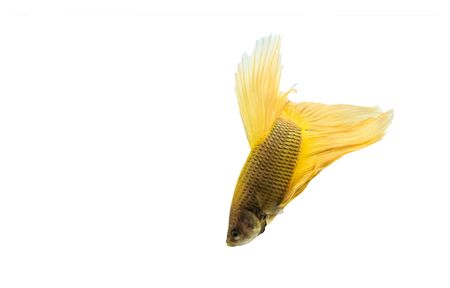 yellow betta fish isolated on black background.の写真素材