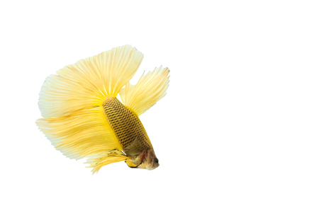 yellow betta fish isolated on black background.の写真素材