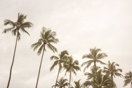 Summer nature scene, coconut tree at tropical coast, made with Vintage Toneの写真素材