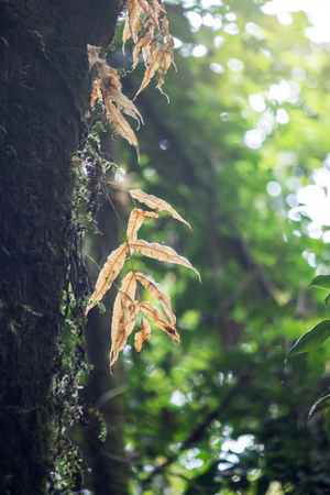 dead fern in deep forest in mountian at north of thailand, concept of natureの写真素材