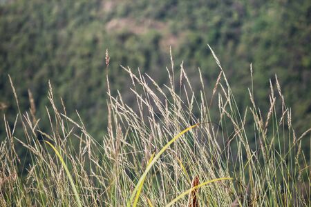Mission grass beautiful on meadow and soft light bokeh for backgroundの写真素材