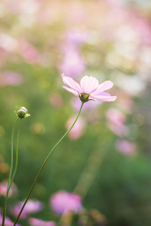 Pink, white, purple and red cosmos flowers in the garden, soft focus and retro film color toneの写真素材