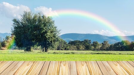 empty wooden front of Beautiful green rice field with two big trees and blue sky in the mountain background.の写真素材