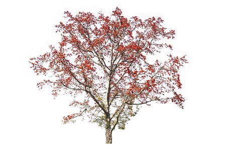 red tree (Bombax ceiba L.) isolated on white backgroundの写真素材