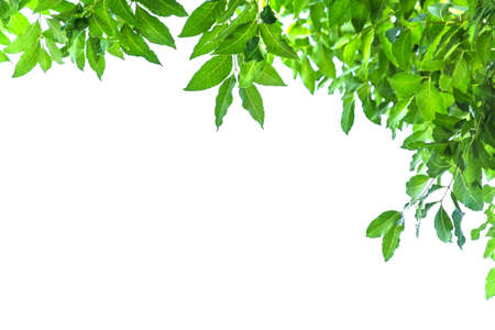 green leaves for frame on white background, nature border