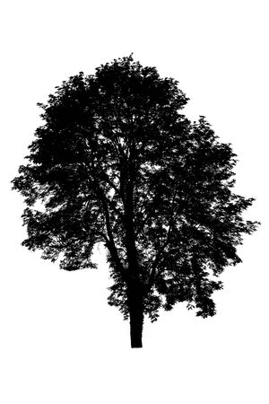 silhouette of tree isolated on white background の写真素材