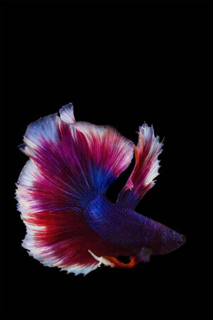 betta fish isolated on black background.の写真素材