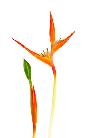 Beautiful red, yellow and orange Heliconia (Heliconia spp.) flower, tropical vivid color flower on white background, heliconia or bird of paradise flowerの写真素材