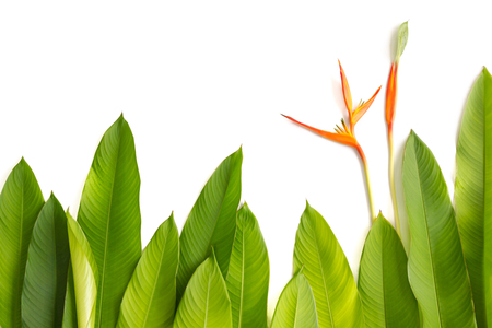 Beautiful red, yellow and orange Heliconia (Heliconia spp.) flower, tropical vivid color flower on white background, heliconia or bird of paradise flowerの写真素材