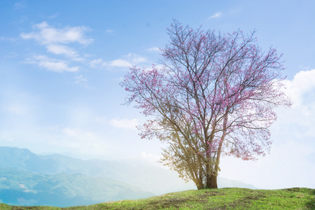 Image Of Wild Himalayan Cherry Tree Alone On The Hill, Oil Paint Style Image.の写真素材
