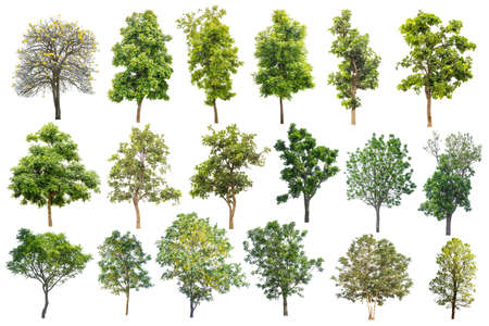Set Of Tree Isolated On White Background, Tropical Tree Isolated Used For Design, Advertising And...