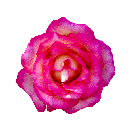 Beautiful Pink Rose Flower Isolated On White Background, Flower For Lover And Weddingの写真素材