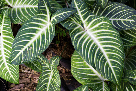 Green Leaves Of Xanthsoma Plant Growing In Wild, Tropical Forest Plant.の写真素材
