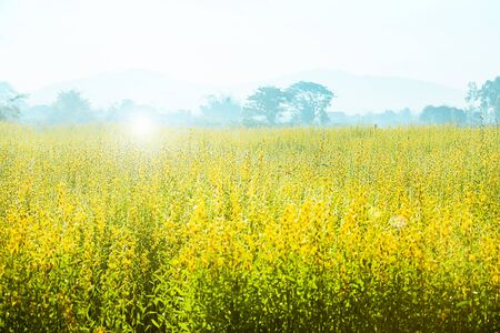 Sunn Hemp Flowers Swinging In The Wind, Abstract Yellow Flowers Are In Bloom In The Wind, Sunn Hemp Field In Summertime.の写真素材