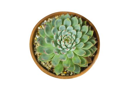 Cactus isolated on white background, succulents in brown pot.の写真素材