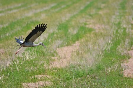 Oriental White Stork And Black-Headed Ibis Flying Over The Wetlands.の写真素材