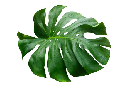Green Leaf Monstera On White Background, Real Tropical Jungle Foliage Plants.の写真素材