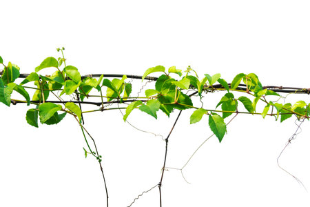 Green Leaves Strung Together On Wire Isolated On White Background.の写真素材