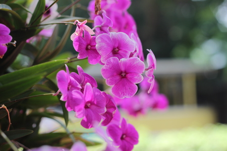 Beautiful purple orchid - phalaenopsis Background blur