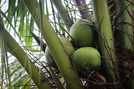fresh coconut on the tree, coconut cluster on coconut tree