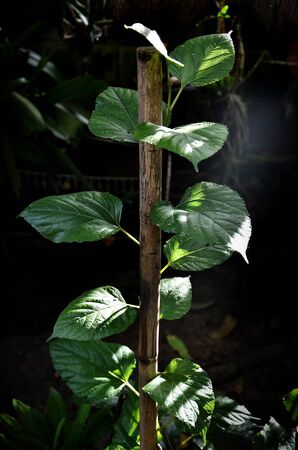detail of raspberry leaves の写真素材