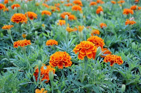 french marigold targets patulaの写真素材