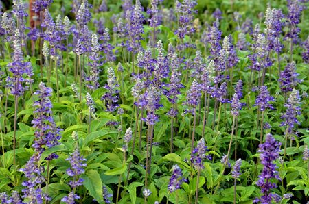 lavender flowers in the gardenの写真素材