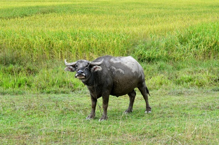 Thai buffalo in grass fieldの写真素材