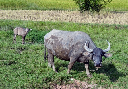 Cute baby  buffalo with itの写真素材