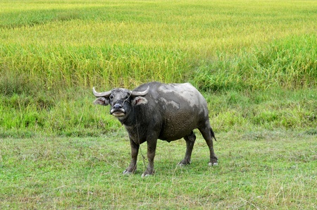 Thai buffalo in grass fieldの写真素材